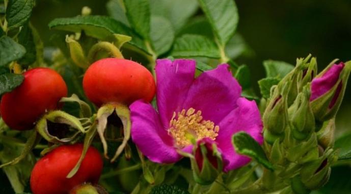 Rose hips: healthy recipes for decoctions and teas Do you need to wash rose hips before brewing?